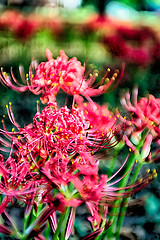 Image showing Red spider lily lycoris radiata cluster amaryllis higanbana flow