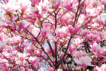 Image showing Blooming magnolia