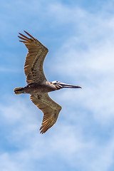 Image showing pelican bird in flight over ocean under blue sky