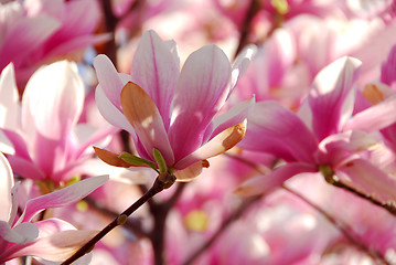 Image showing Blooming magnolia