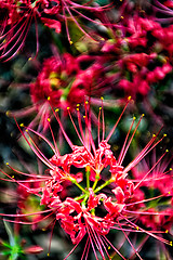 Image showing Red spider lily lycoris radiata cluster amaryllis higanbana flow