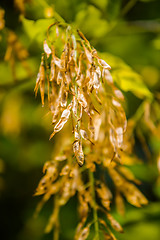 Image showing sycamore tree seeds hanging on tree branch