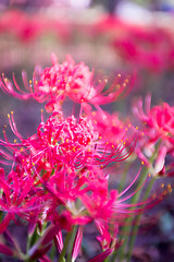 Image showing Red spider lily lycoris radiata cluster amaryllis higanbana flow