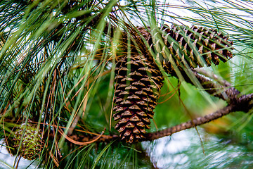 Image showing pine cone andgreen  tree branches