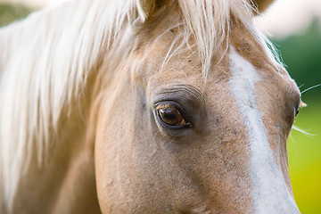 Image showing horse animal posing on a farmland at sunset