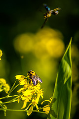 Image showing bumble bee flying near flower on sunny day