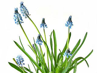 Image showing Blue spring flowers on white