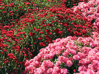 Image showing Red and pink fall mums