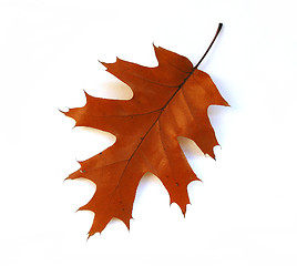 Image showing Fall oak leaf on white background