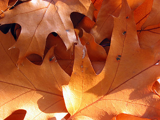 Image showing Closeup on sunlit oak leaves