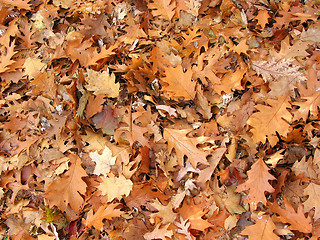 Image showing Fall oak leaves background