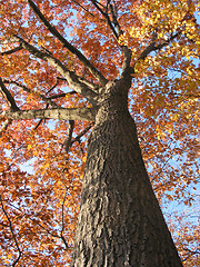 Image showing Old oak tree in the fall 1