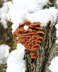 Image showing Tree mushrooms