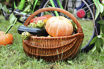 Image showing Harvested pumpkins 