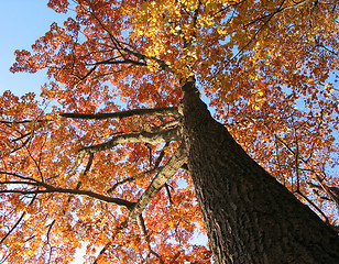 Image showing Old oak tree in the fall