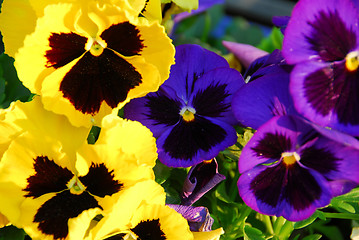 Image showing Pansies