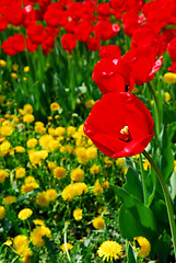 Image showing Red spring tulips