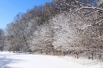 Image showing Winter forest