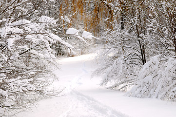 Image showing Path in winter forest