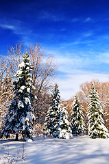 Image showing Winter forest