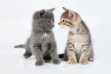 Image showing Little Kittens