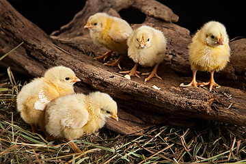 Image showing Little Yellow Chicken