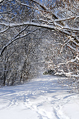 Image showing Path in winter forest