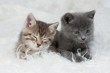 Image showing Little Kittens