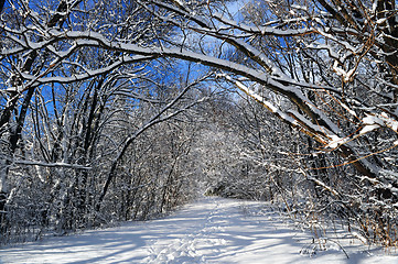 Image showing Path in winter forest