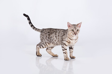 Image showing Leopard Cat