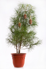 Image showing Fir With Cones