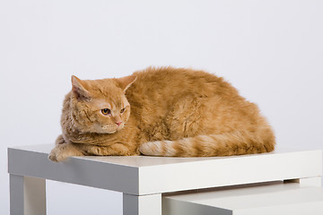 Image showing Red Cat