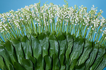 Image showing Lilies Of The Valley