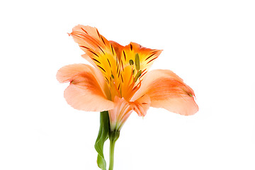 Image showing Isolated Flower