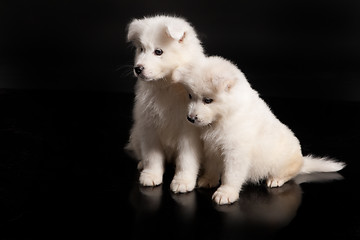 Image showing Family Of Samoyeds