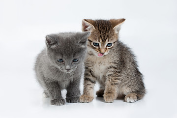 Image showing Little Kittens