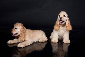 Image showing Cocker Spaniel