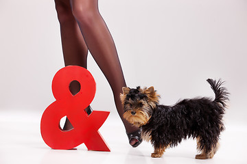 Image showing Little Yorkshire Terrier And Woman\'s Legs