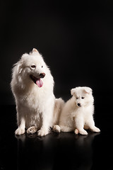 Image showing Family Of Samoyeds