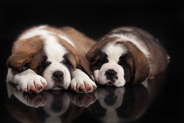 Image showing St. Bernard Puppies