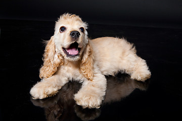 Image showing Cocker Spaniel