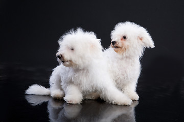 Image showing Fluffi Dog