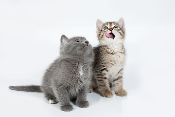 Image showing Little Kittens