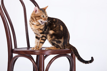Image showing Leopard Cat On A Chair