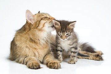 Image showing Cat And Kitten