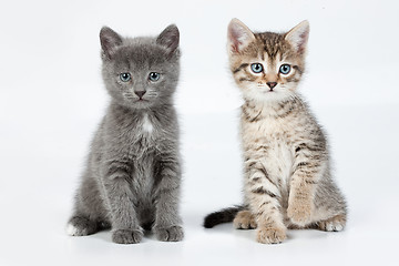 Image showing Little Kittens