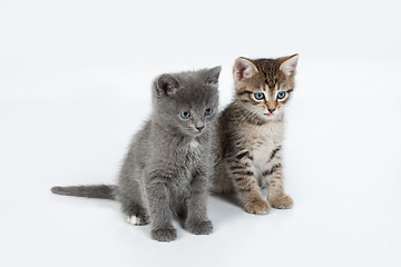 Image showing Little Kittens