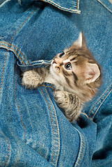 Image showing Kitten And Denim