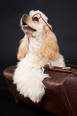 Image showing Cocker Spaniel