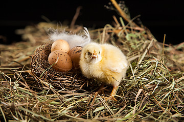 Image showing Little Yellow Chicken